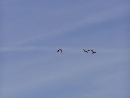 Wild Geese Flying - a Last look at the Wildlife